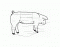 External Parts of a Pig