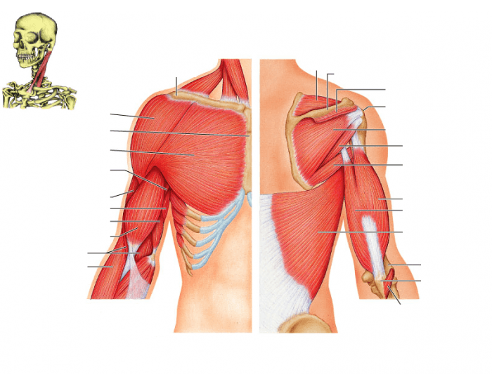 Anterior muscles of the shoulder girdle and arm