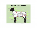 Parts of a Sheep