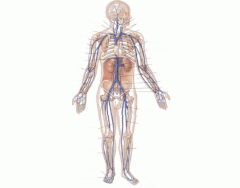 Major Systemic Veins
