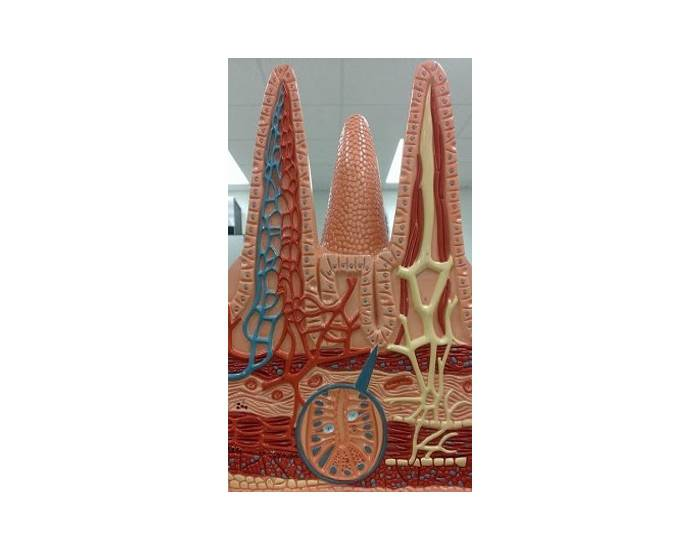 Villi Model Quiz
