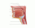 Sagittal Section of the Oral Cavity and Pharynx