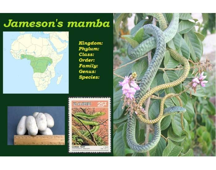 Jameson's mamba (Dendroaspis jamesoni) Quiz
