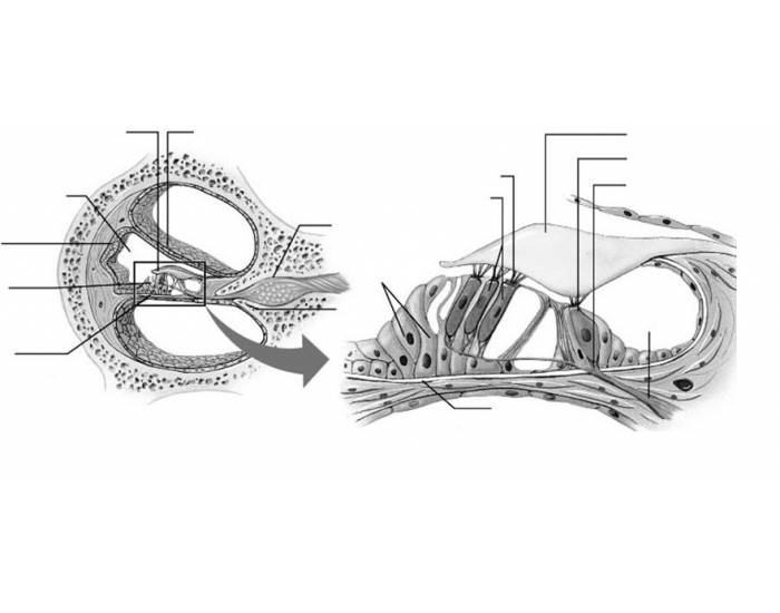 cochlear structure — Printable Worksheet
