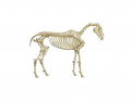 Detailed equine skeleton