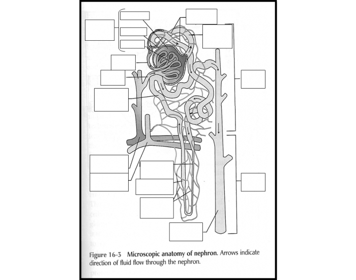 Nephron Worksheet.pdf Anatomy of the nephron — Printable Worksheet
