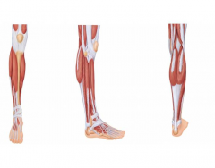 Muscles Controling the Foot and Ankle