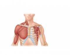 Anterior Muscles of the Shoulder