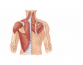 Posterior Shoulder Muscles