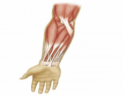 Luthy - Muscles Anterior Forearm