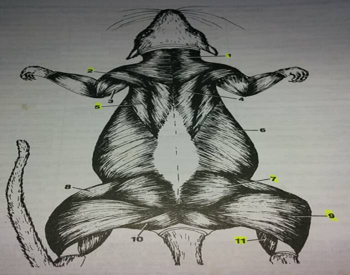 Rat Muscles Dorsal rat muscles Quiz