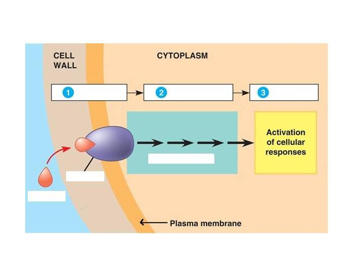 Signal Transduction Pathway — Printable Worksheet
