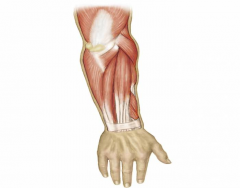 Luthy - Muscles Posterior Forearm