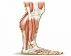 Luthy - Muscles Lateral Lower Leg