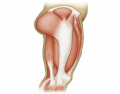 Luthy - Muscles Lateral Upper Leg