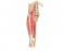 Luthy - Muscles Anterior Upper Leg