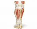 Luthy - Muscles Anterior Lower Leg