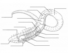 Earthworm Internal Anatomy Quiz