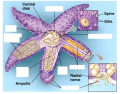 The Parts of an Echinoderm