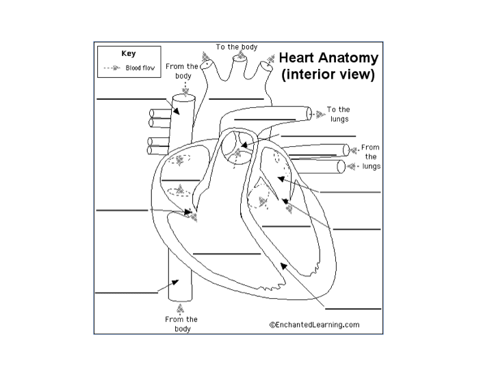 Labeling Heart Anatomy Quiz