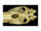 vista ventral cranio equino