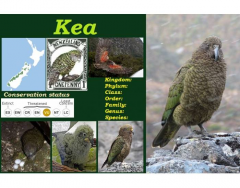 Kea (Nestor notabilis)