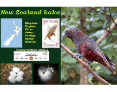 New Zealand kaka (Nestor meridionalis)