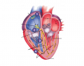 Heart Electrical System