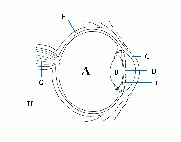 Basic Eye Anatomy Quiz
