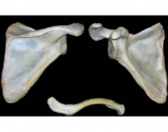 Scapula and Clavicle
