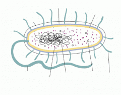 Bacteria Structure