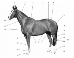 Points of the horse