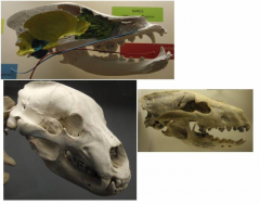 Parts of the mammalian skull