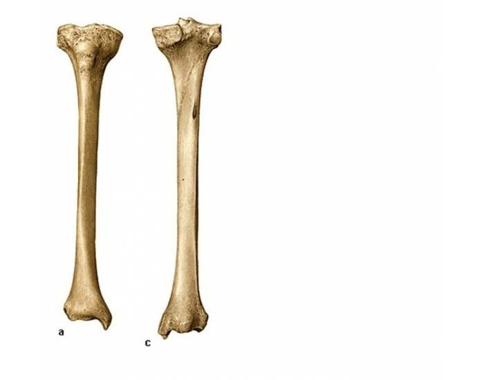 Tibia Normal Os OSSO TÍBIA, VISTA ANTERIOR E POSTERIOR Quiz