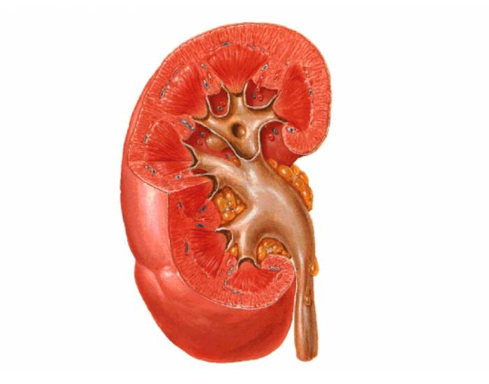 Corte Frontal do Rim Quiz