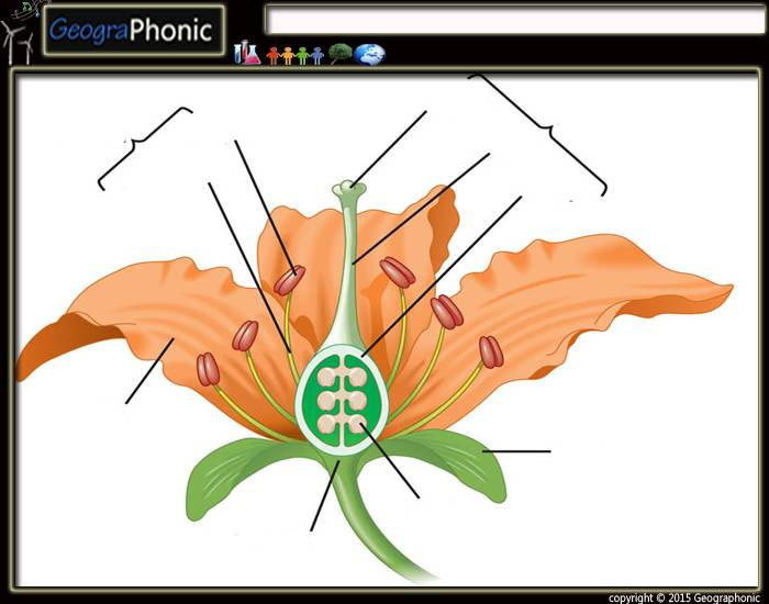 Anatomy Of A Flower Quiz