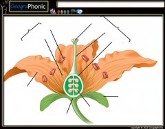 Anatomy of a Flower 