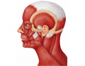 Muscles of the Face and Neck