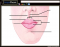 Anatomy of Lips