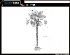 Anatomy of a Fan Palm Tree