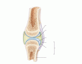 General Structure of a Synovial Joint
