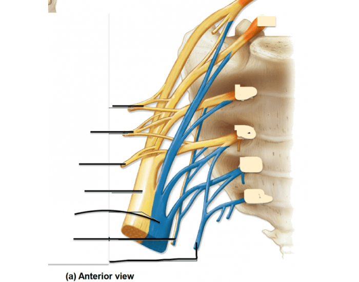 sacral plexus Quiz Biology Diagrams