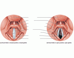Larynx (with Vocal Folds)