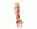 Deep Posterior Muscles of Forearm and Hand