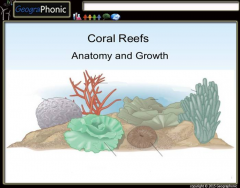 Growth Forms of Coral