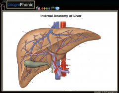 Internal Anatomy of Liver