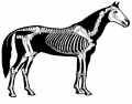 Horse skeleton: forelegs