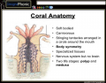 Coral Anatomy | Quiz