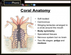 Coral Anatomy