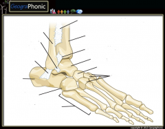 Bones and Ligaments of the foot